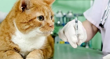 Ваксинация срещу котка: какво и кога да ваксинираме